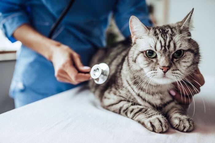 通院以外の選択肢も？猫の『受診スタイル』3選　無理なく選ぶポイントや病院に慣れる方法まで