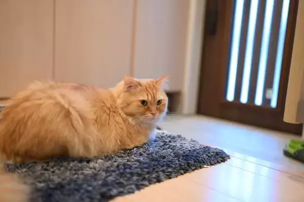 猫が飼い主の帰りを『玄関で待っている』理由4選　考えられる心理や勘付くワケも解説