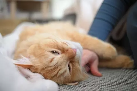 猫が急に『赤ちゃん返り』をする原因5つ　妙に甘えてくるのはなぜ？上手な対処法も解説