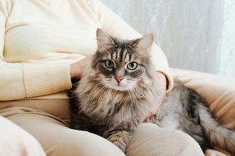 猫が『飼い主の体に乗ろうとする』ときの理由4つ　乗る場所から読み取れる心理や上手な接し方まで