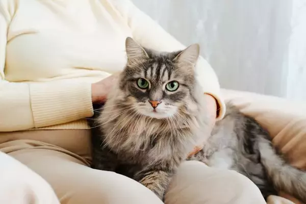 猫が『飼い主の体に乗ろうとする』ときの理由4つ　乗る場所から読み取れる心理や上手な接し方まで