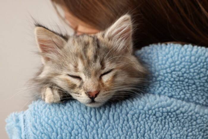 猫が『飼い主の体に乗ろうとする』ときの理由4つ　乗る場所から読み取れる心理や上手な接し方まで