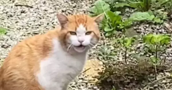 3年前、怯えていた『1匹の野良猫』を保護した結果…見違えるほどの『顔つきの変化』に「泣いてしまうわ」「別猫のようだ」と感動する人が続出