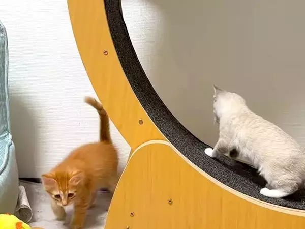 猫たちにキャットホイールを与えた結果→オブジェと化してしまい…３日後に見せた『ほほえましい光景』に「良かったねぇ」「お利口さん」の声