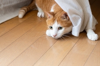 『好奇心が強い猫』が思わずしてしまう行動5選　興味を示す理由や安全を守るための注意点まで