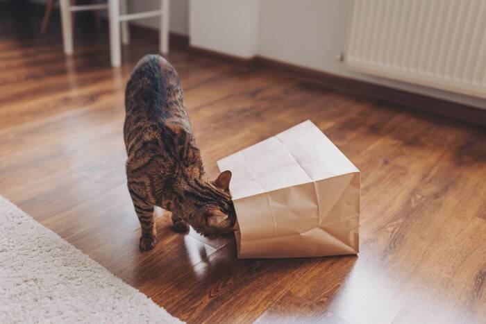 『好奇心が強い猫』が思わずしてしまう行動5選　興味を示す理由や安全を守るための注意点まで
