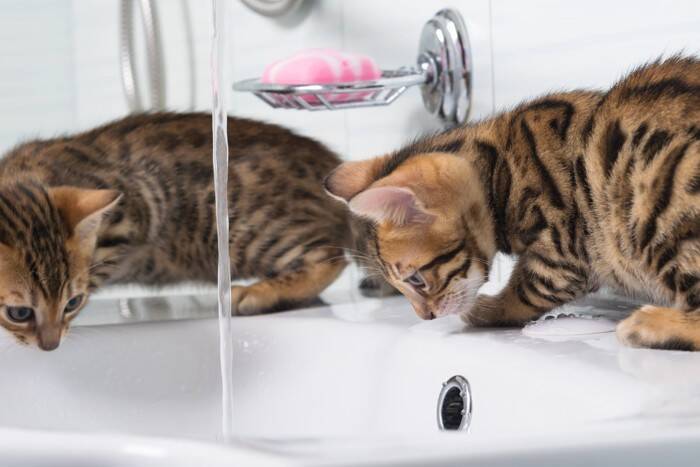 『好奇心が強い猫』が思わずしてしまう行動5選　興味を示す理由や安全を守るための注意点まで