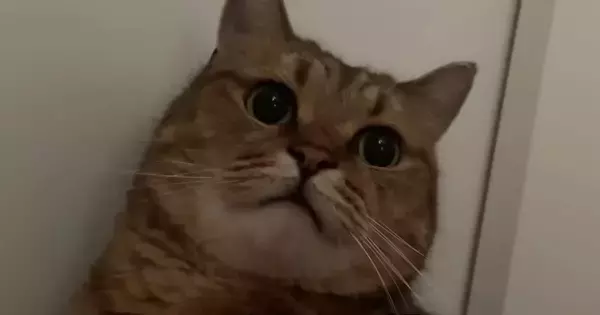 仕事の日の朝、『猫が起こしに来てくれた』と思ったら…なかなか家を出られない様子に「連れていくしかないｗ」「阻止の仕方がかわいいｗ」の声