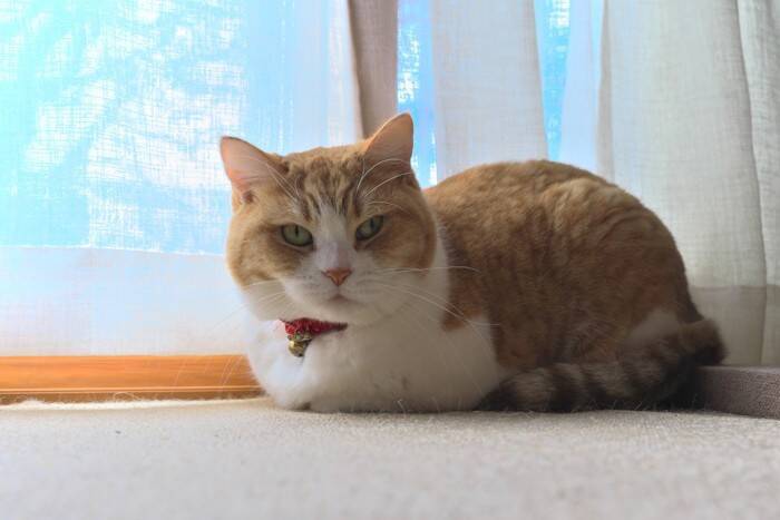 猫が『本能的にやってしまう行動』4選　隠されている意味や飼い主が気を付けたいことまで