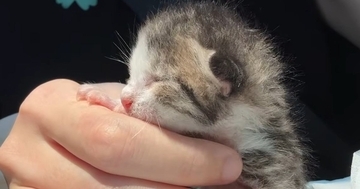 気温40℃の炎天下に『捨てられていた赤ちゃん猫』を保護…2年間の成長記録に「愛にあふれてる」「立派なお姉さんになった」と18万再生