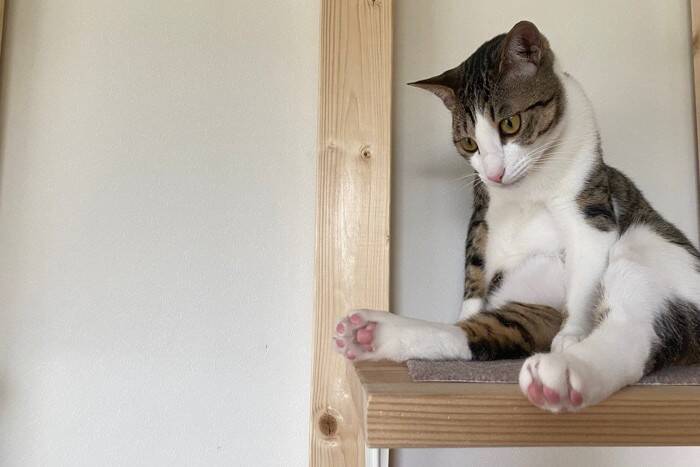 『運動音痴な猫』が起こしやすい行動3つ　事故やトラブルを防ぐための対策方法まで