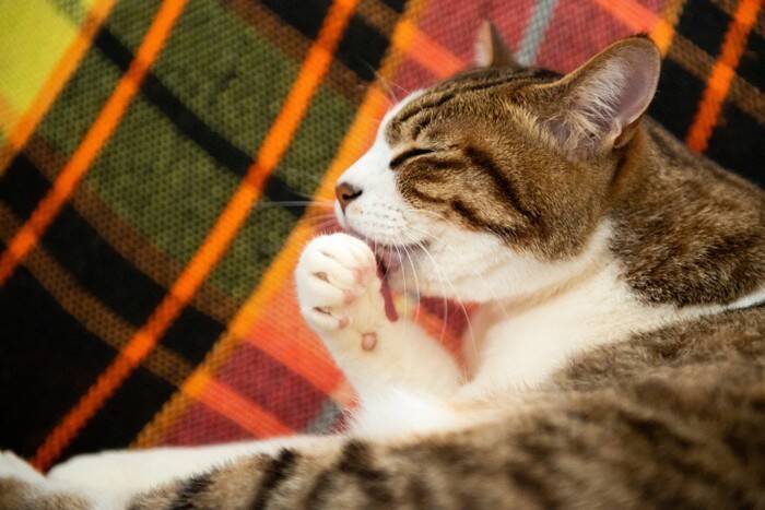 『運動音痴な猫』が起こしやすい行動3つ　事故やトラブルを防ぐための対策方法まで
