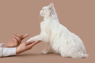 皮膚の塗り薬が原因に？猫の「ビタミンD中毒」の症状と予防法【獣医師執筆】