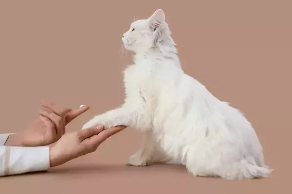 皮膚の塗り薬が原因に？猫の「ビタミンD中毒」の症状と予防法【獣医師執筆】
