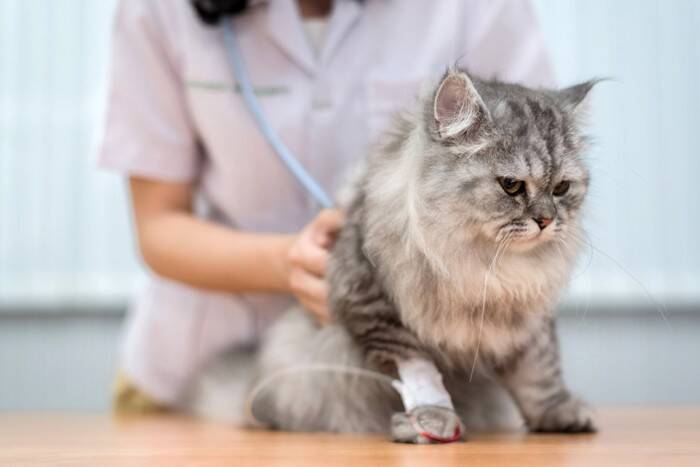 皮膚の塗り薬が原因に？猫の「ビタミンD中毒」の症状と予防法【獣医師執筆】