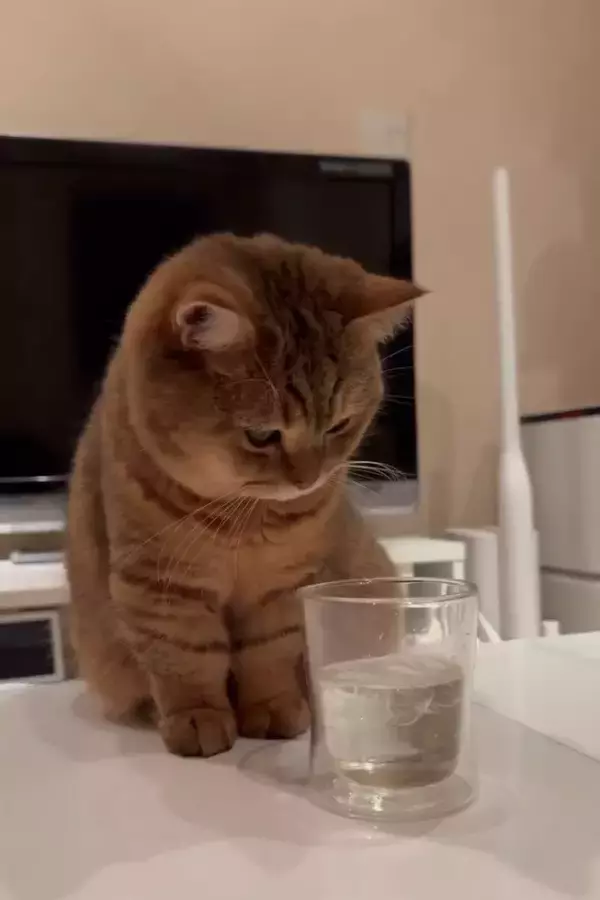 猫が水の入ったグラスで遊んだ結果…『期待を裏切らない』展開に思わず声が出てしまうと10万7000いいね「叫んだｗ」「ああっ」の声