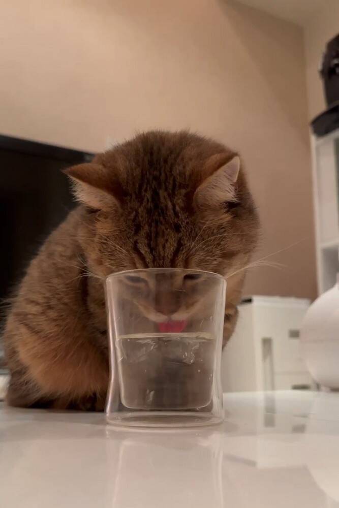 猫が水の入ったグラスで遊んだ結果…『期待を裏切らない』展開に思わず声が出てしまうと10万7000いいね「叫んだｗ」「ああっ」の声