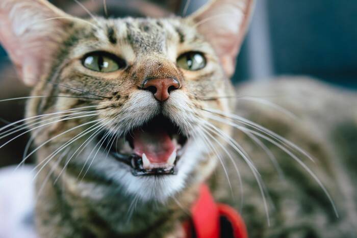 猫が『高い声で鳴いている』ときに考えられる3つの意味　声の強弱でも違う？
