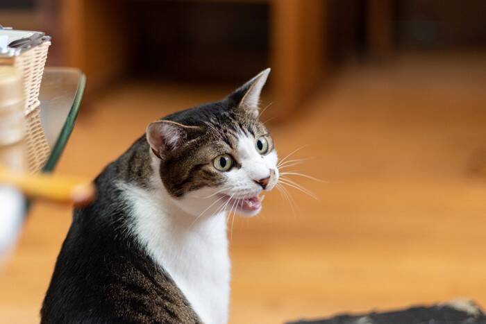 猫が『高い声で鳴いている』ときに考えられる3つの意味　声の強弱でも違う？