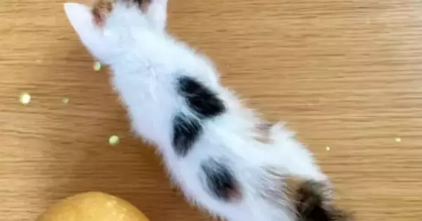 三毛子猫の背中にあった『黒い模様』→成長した結果…あまりにも素敵すぎる『変化』に「綺麗な形になったねｗ」「めちゃめちゃ可愛い」と絶賛