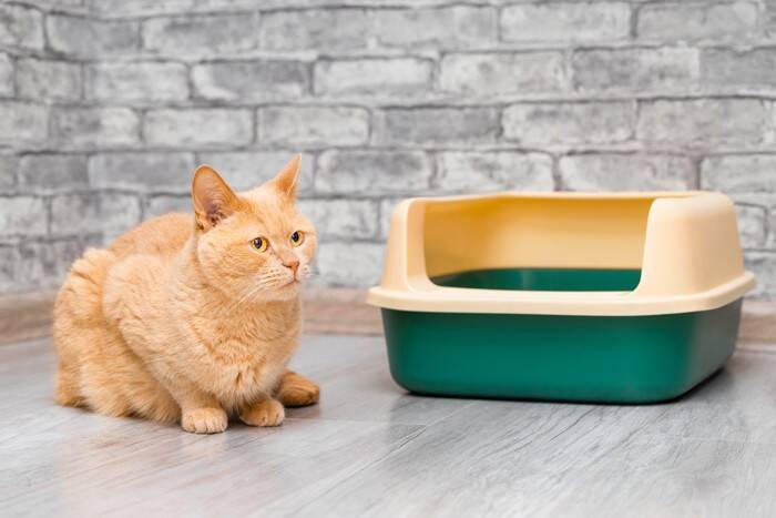 猫が『突然しなくなった』ときに注意すべき行動4つ　体調不良や病気のサインかも？