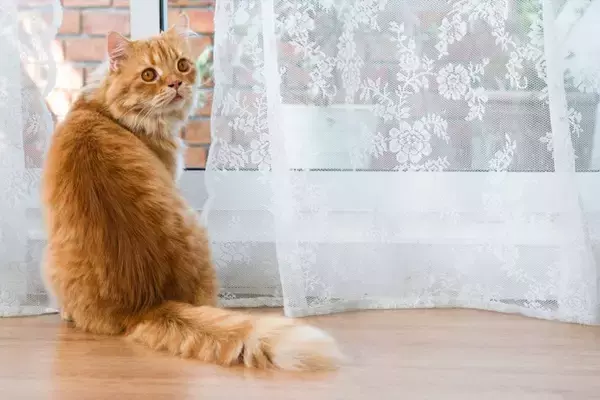 猫の『名前を呼んだときの反応』から気持ちが読み取れる？4つのリアクション別に心理を解説