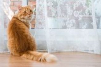 猫の『名前を呼んだときの反応』から気持ちが読み取れる？4つのリアクション別に心理を解説