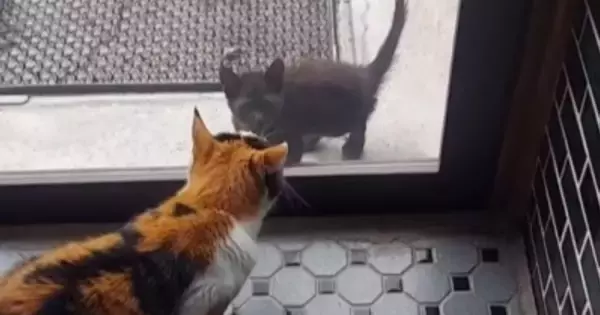 『おうちに入れて…』寒くなってきた頃、『玄関に突然現れた黒猫』→ガラガラの声で訴えかけてきて……「うるっときた」「ありがとう」と反響