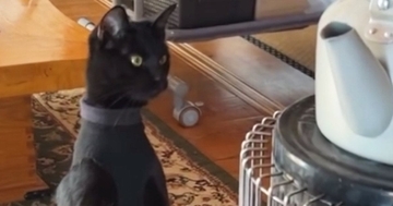 驚きの体勢でストーブの前にいた黒猫…本当に猫なのか疑いたくなる『まさかの瞬間』に３万いいね「ジブリに出演してたよね」「合成かとｗ」