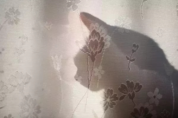 猫が『カーテンの裏』に隠れたがる4つの理由　考えられる心理やベストな対応方法