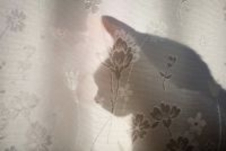 猫が『カーテンの裏』に隠れたがる4つの理由　考えられる心理やベストな対応方法