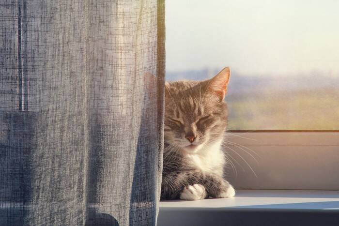 猫が『カーテンの裏』に隠れたがる4つの理由　考えられる心理やベストな対応方法