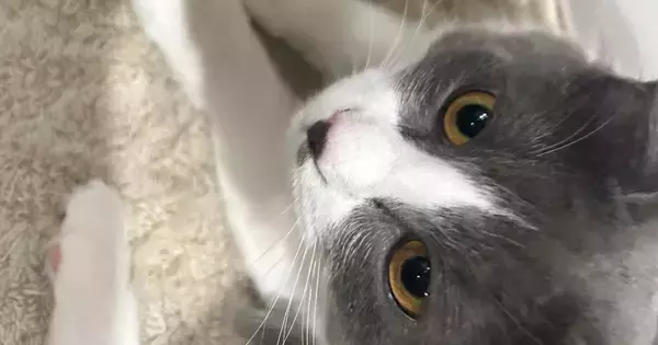 マットの上でくつろぐ2匹の猫→『おてて』と『おてて』が……たまらなく可愛い瞬間に「フュージョンｗ」「朝からよだれ出た」と反響