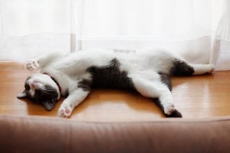 猫好きが憧れる『猫の能力や習性』7選　羨ましくなる生き方や学べることまで