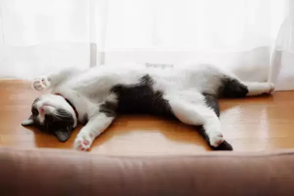 猫好きが憧れる『猫の能力や習性』7選　羨ましくなる生き方や学べることまで