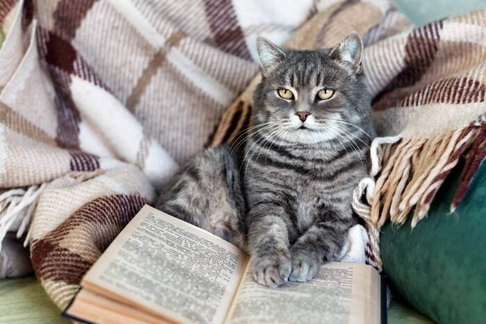 猫好きが憧れる『猫の能力や習性』7選　羨ましくなる生き方や学べることまで