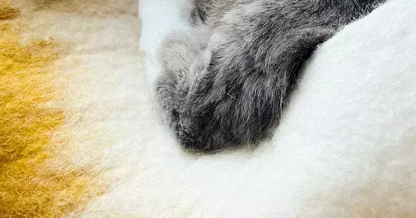ドーナツ型の『キャットハウスにいた猫』→左足だけ外に出ていて…飼い主困惑の『くつろぎ方』に１万いいね「猫かどうかも怪しい」