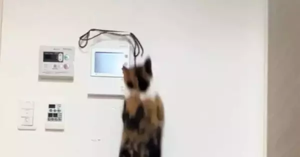 高いところにある紐を見つめる三毛猫→『ジャンプ』した次の瞬間…まさかの光景に「声出たｗｗ」「呼吸乱れるくらい笑った」と爆笑の声続出