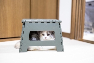 猫が『家具の中や隙間』に入ろうとする理由5選　どんな目的があるの？出たがらないときの対処法も