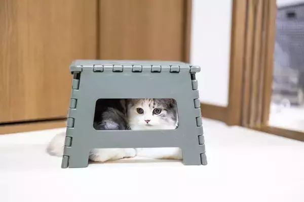 猫が『家具の中や隙間』に入ろうとする理由5選　どんな目的があるの？出たがらないときの対処法も