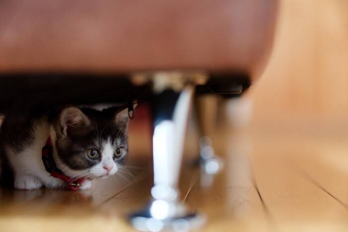 猫が『家具の中や隙間』に入ろうとする理由5選　どんな目的があるの？出たがらないときの対処法も