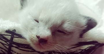 耳だけグレーだった『真っ白な子猫』→少しずつ毛色が変化して…11年後の『信じられない光景』に「えぇーすごすぎる」「もはや別の子」と話題