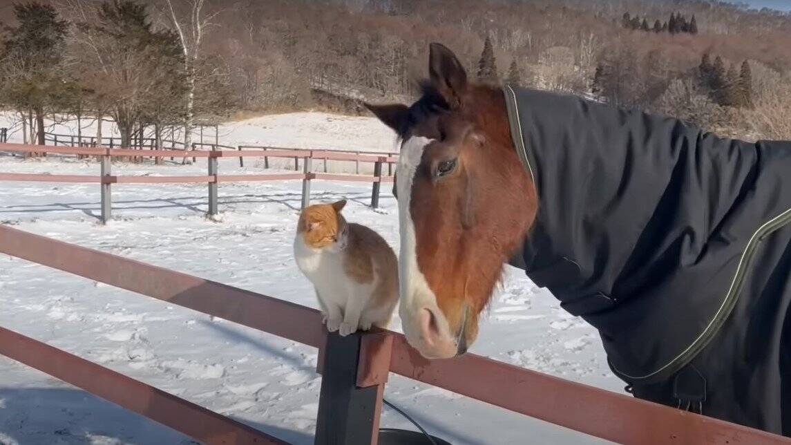 猫が馬のもとにやってくると…2匹の仲良しな光景が癒されると41万9000再生「触れ方が優しい」「見てるだけで栄養」と反響