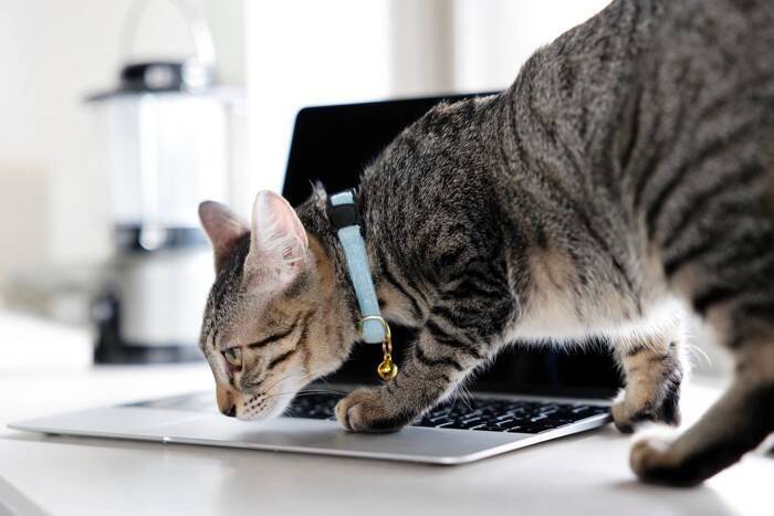 猫にまつわる『造語・ネットスラング』4選　SNSで見かける、今さら聞けない猫用語…その意味をご紹介