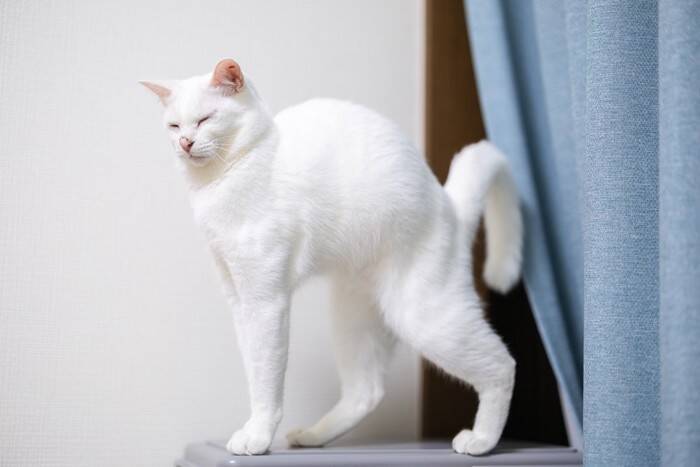 猫にまつわる『造語・ネットスラング』4選　SNSで見かける、今さら聞けない猫用語…その意味をご紹介