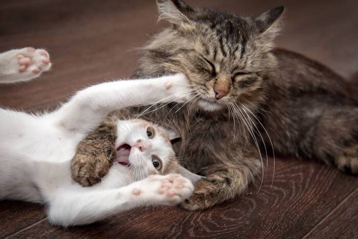 猫にまつわる『造語・ネットスラング』4選　SNSで見かける、今さら聞けない猫用語…その意味をご紹介