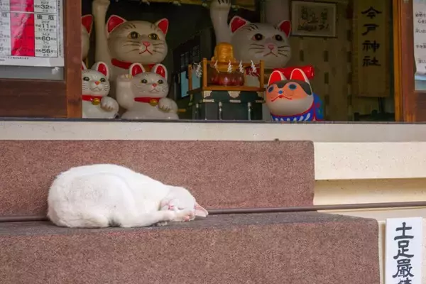 愛猫の幸せを願うなら…猫のためにお参りできる『お寺・神社』5選　猫の御朱印がもらえる場所も