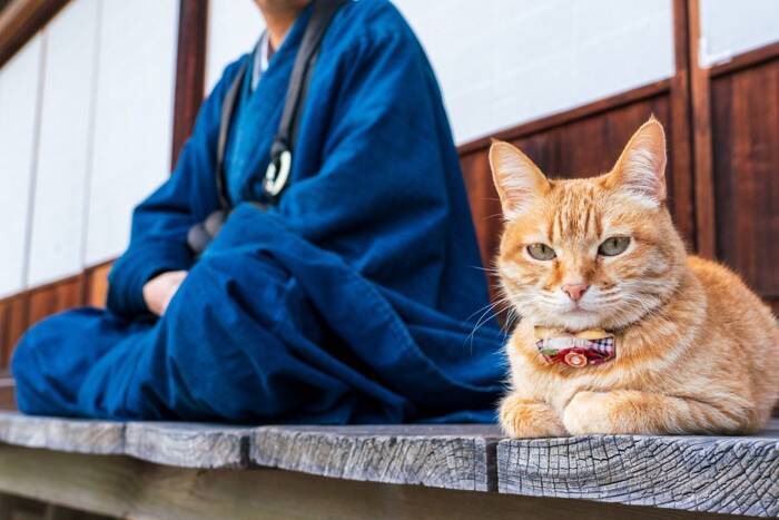 愛猫の幸せを願うなら…猫のためにお参りできる『お寺・神社』5選　猫の御朱印がもらえる場所も