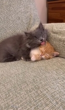 赤ちゃんの頃から仲良しな2匹の猫が『大きくなった』結果…あまりにも尊い『現在の姿』が92万再生「本当に純粋な愛」「素晴らしい」と絶賛