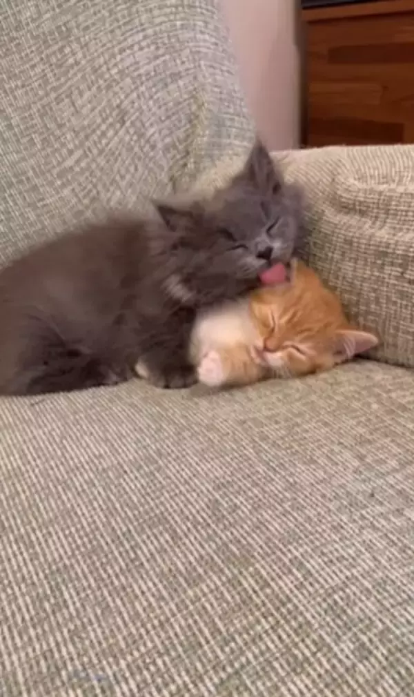 赤ちゃんの頃から仲良しな2匹の猫が『大きくなった』結果…あまりにも尊い『現在の姿』が92万再生「本当に純粋な愛」「素晴らしい」と絶賛